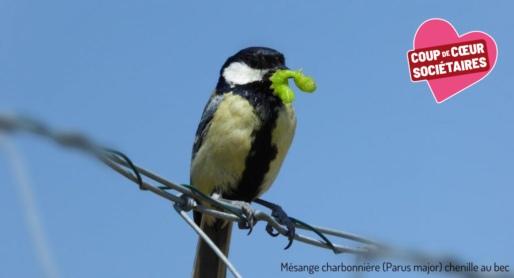 Mésange charbonnière